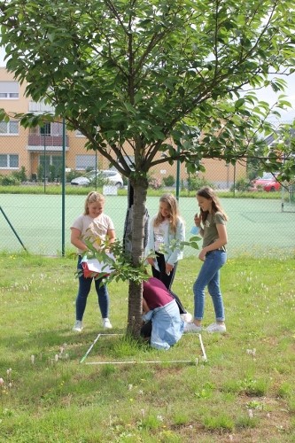 Baum schuelerinnen 500x333